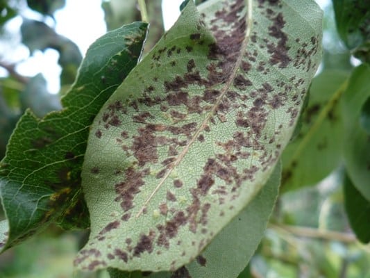 Hnědá skvrna nebo phyllostictosis