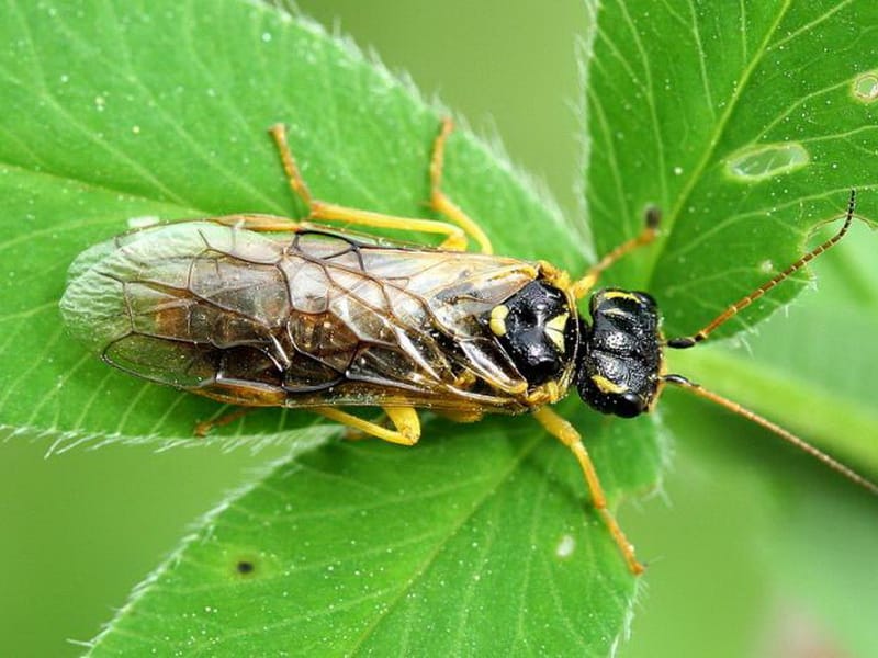 Mosca de sierra de manzana