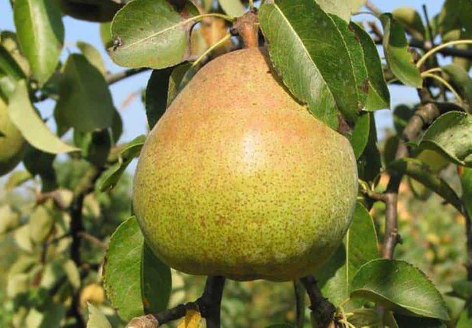 pear Victoria