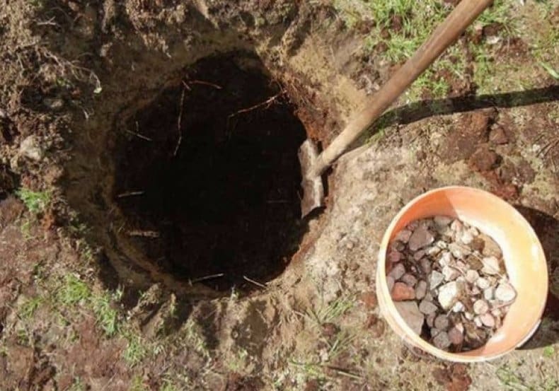 planting pear