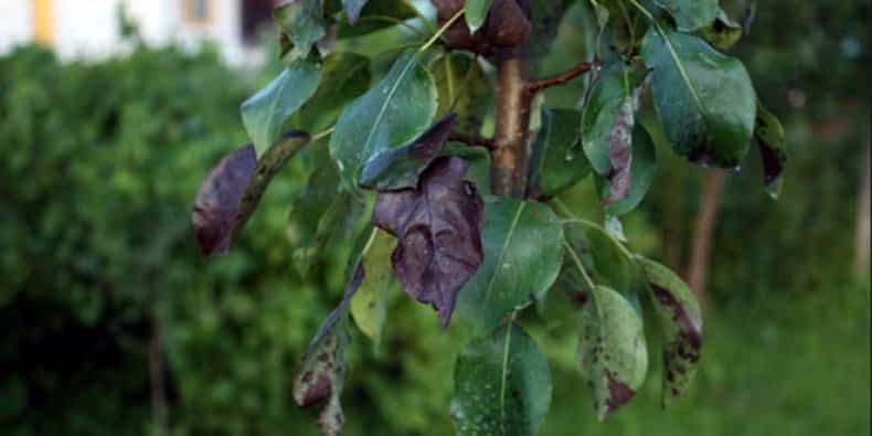 pear blight