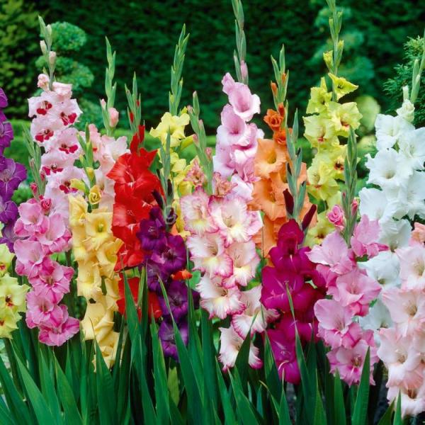 veisiasi gladiolus