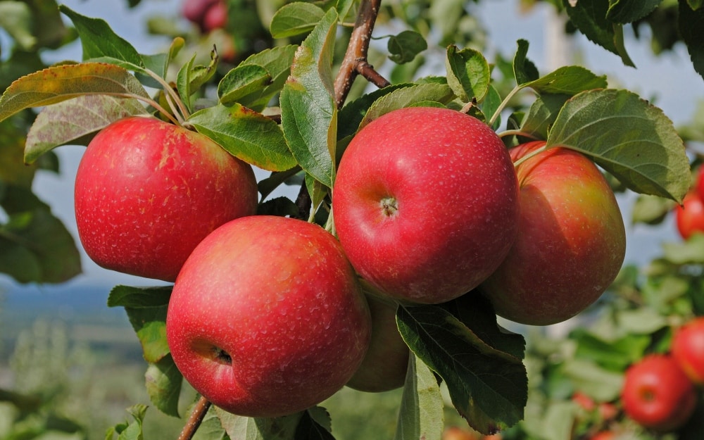 apple tree Cortland