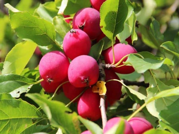 manzana celestial