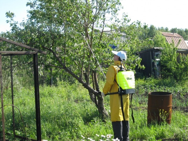 sprinkling the apple tree