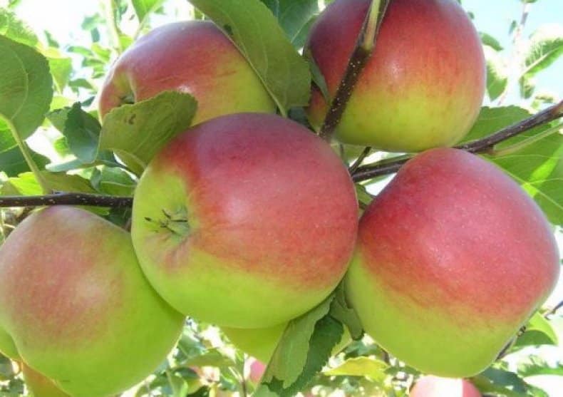 beauté bachkir pommier