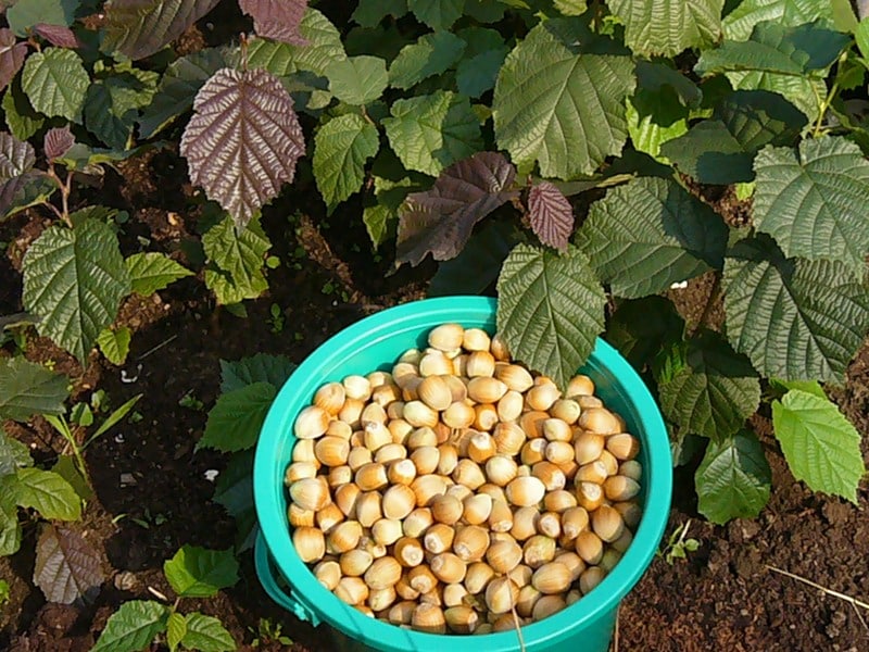 hazelnuts