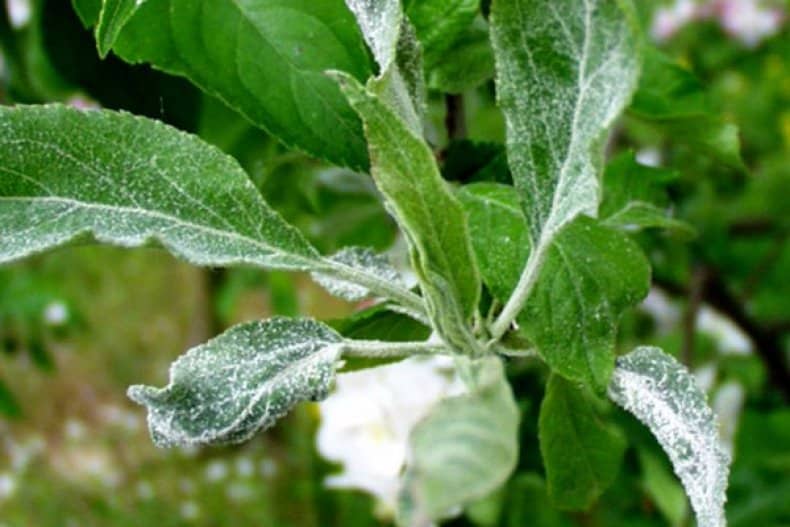 powdery mildew on apple trees