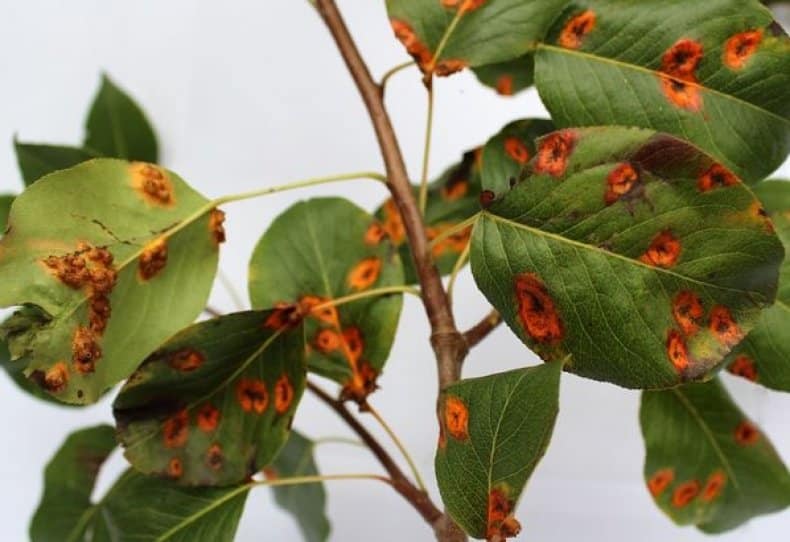 yellow spots on the pear