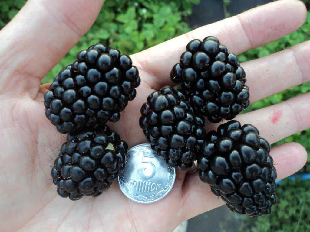 blackberry triple crown