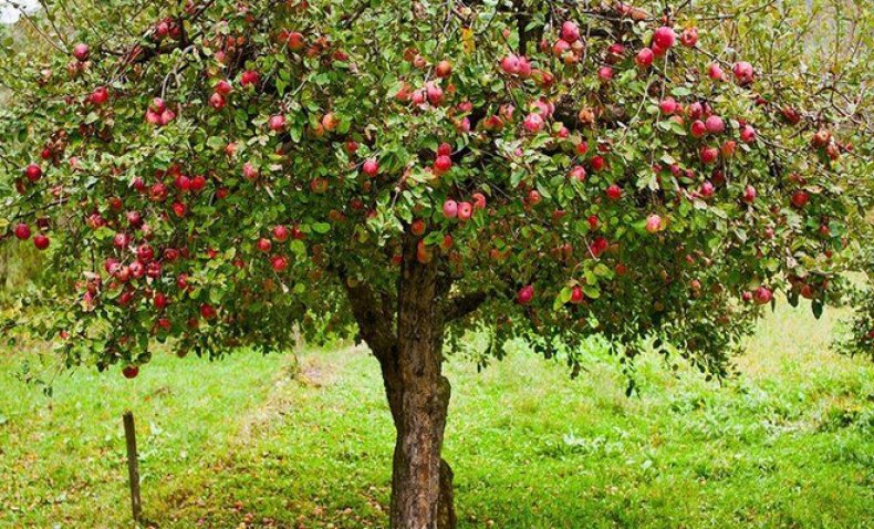 Uralets apple tree