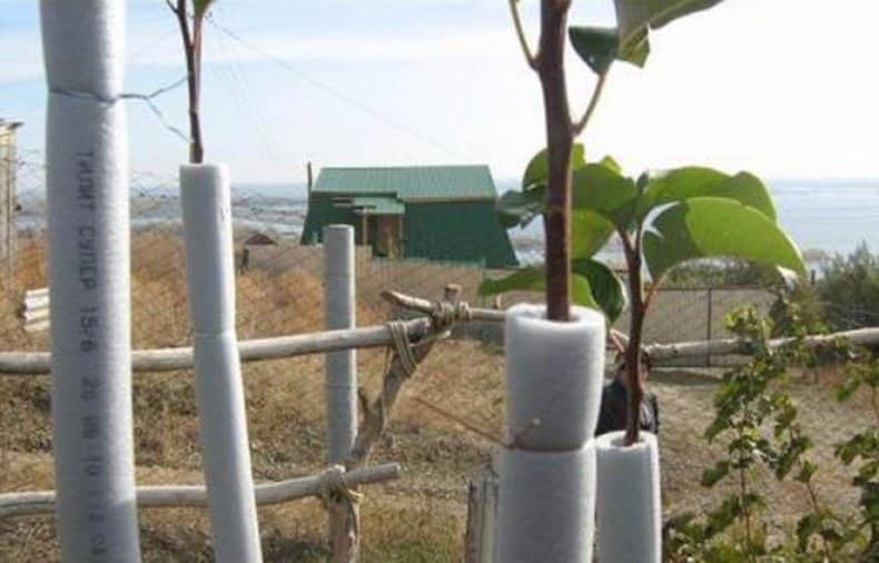 apple tree shelter