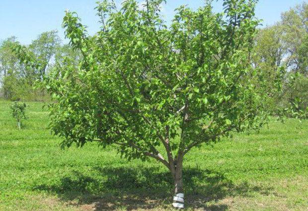 appelboom Bashkir schoonheid