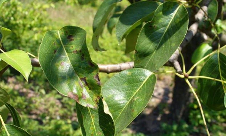 pear leaves turn black