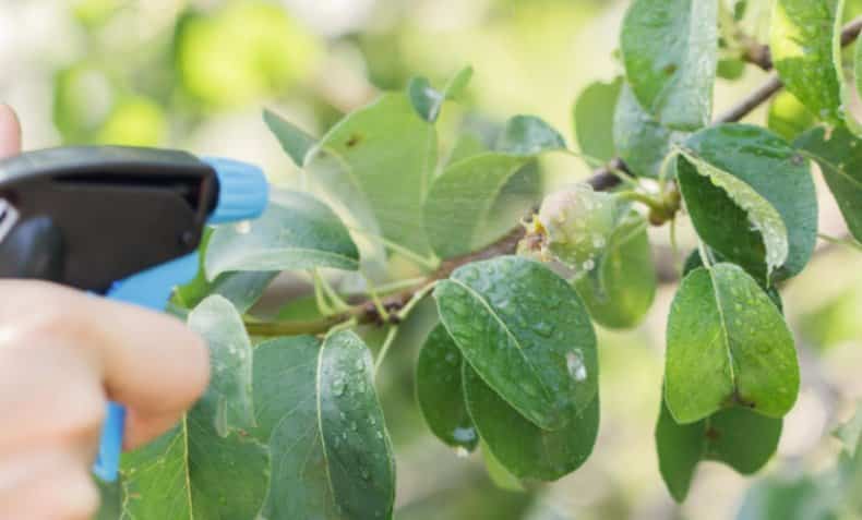 scab on a pear