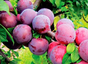 Description of the best varieties and hybrids of plums for the Moscow region, planting and growing