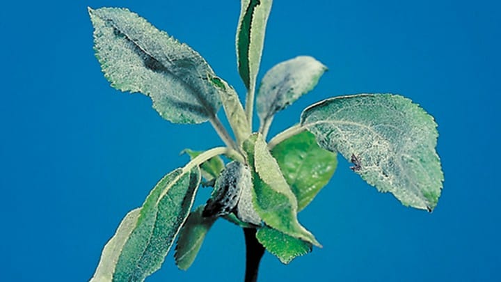 powdery mildew on apple trees