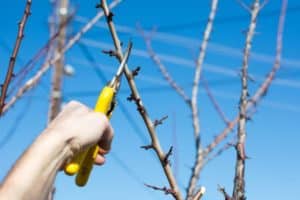 Cómo recortar y dar forma a la corona de un ciruelo en primavera, verano y otoño