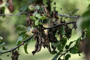 Causas de una quemadura bacteriana en una pera, tratamiento con antibióticos y medicamentos.