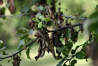 Quemadura bacteriana