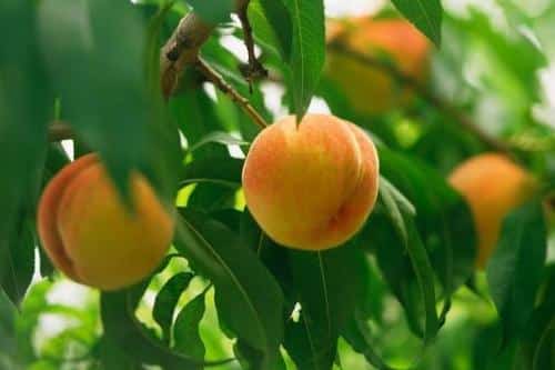 growing peach from seed