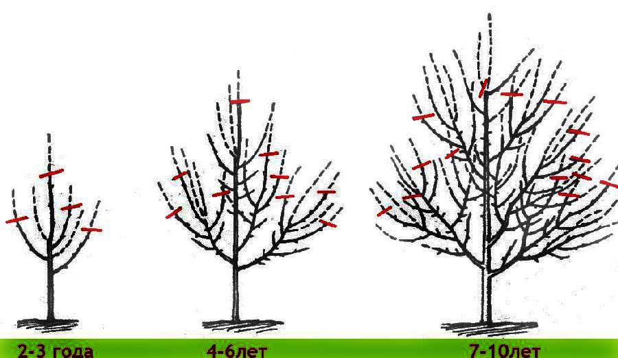 apple pruning