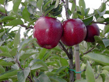 pommier rouge délicieux