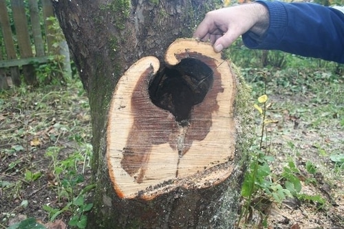 hollow in apple tree