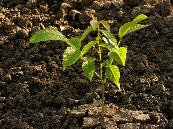 how to plant a walnut