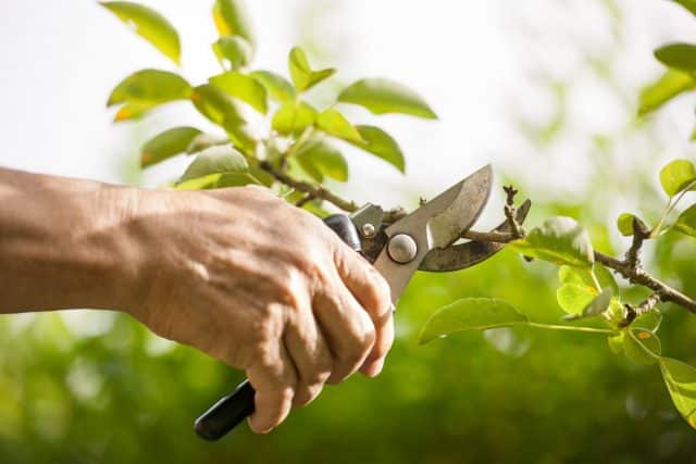 pruning plum