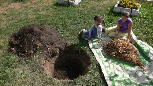 planting an apple tree in the suburbs