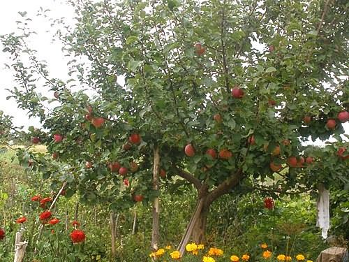 Uralets apple tree