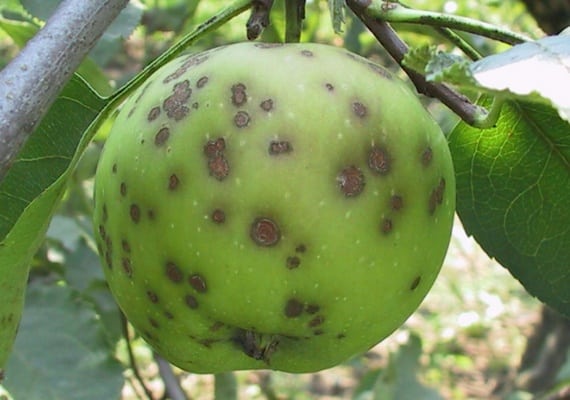 Moniliosis de manzana