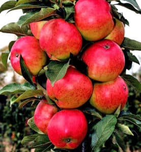 Descripción y características del collar de Moscú de manzana columnar, las sutilezas del cultivo.