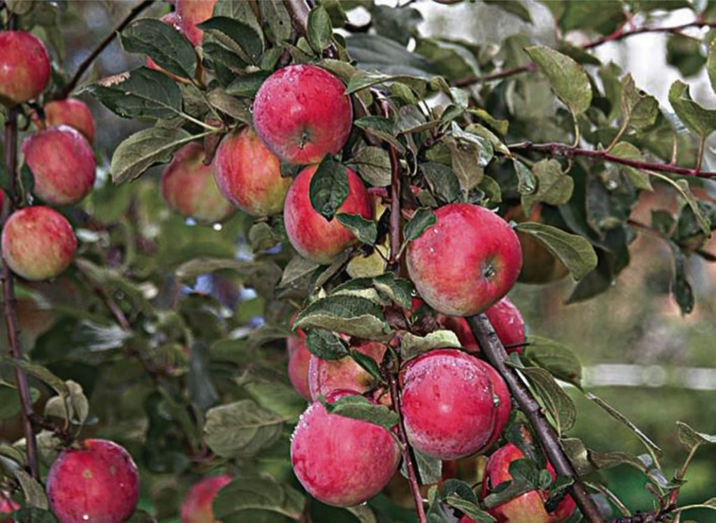 anís de manzana