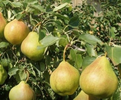 poire fabuleux