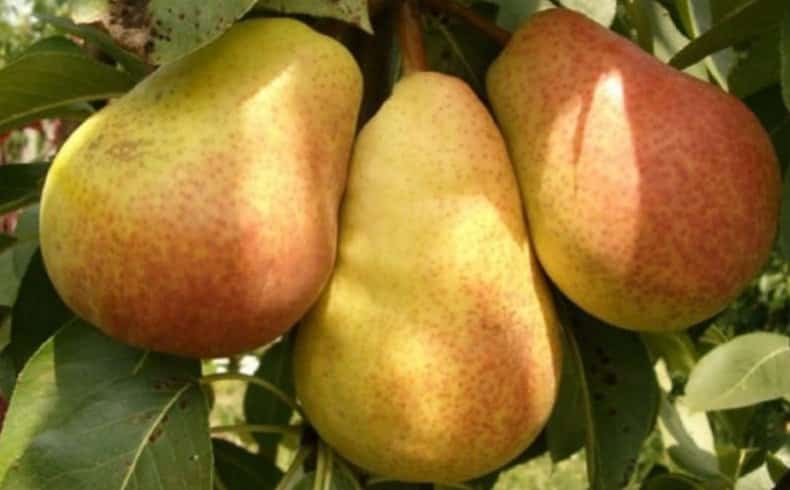 pear Allegro