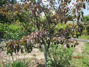 Pourquoi un semis de poire pousse mal et prend racine, que faire