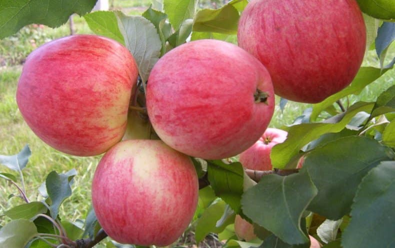 apple tree arkadik