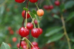 Descripción y características de las variedades de cereza Sudarushka, características de plantación y cuidado.