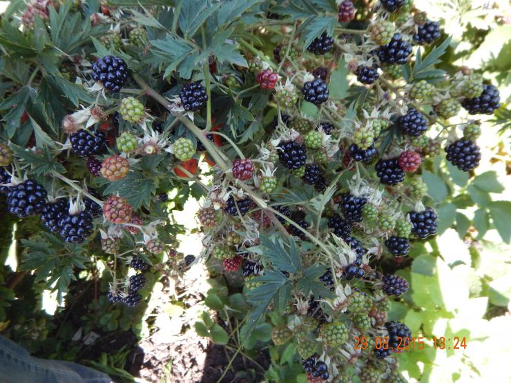 Blackberry Thornless Evergreen