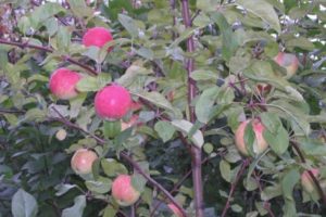 Descripción y características, ventajas y desventajas de la variedad de manzana Legend, las sutilezas del cultivo.