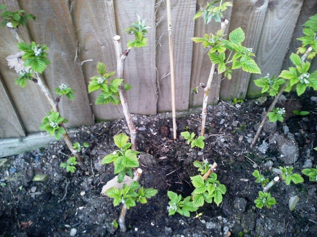 fresh blackberries