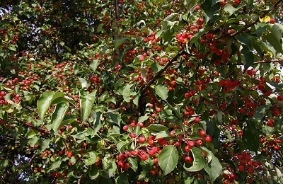 berry apple tree