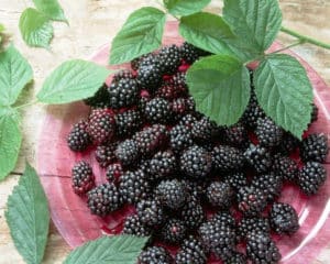 Penerangan dan ciri-ciri varieti, penanaman dan penjagaan blackberry Loch Tay