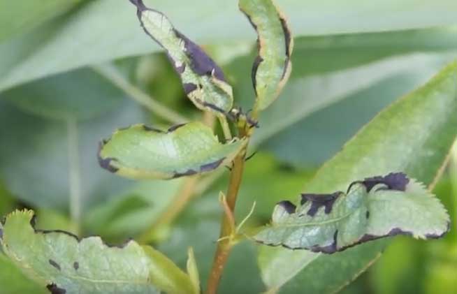 pear blight