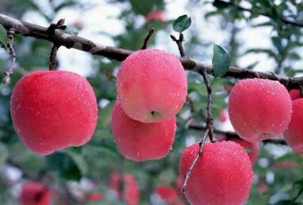 apple-tree Bashkir kagandahan