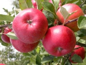 Description, characteristics and breeding history of Ligol apple trees, growing rules