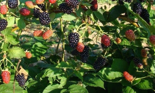 blackberry brzezina