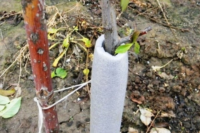 planting an apple tree in the suburbs